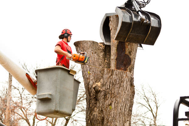 Best Tree Maintenance Programs  in Kenvil, NJ